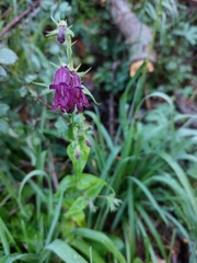 Penstemon whippleanus
