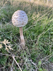 Macrolepiota