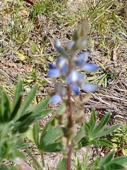 Lupinus