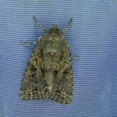 Apterogenum ypsillon