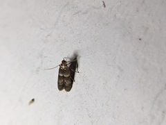 Pigritia