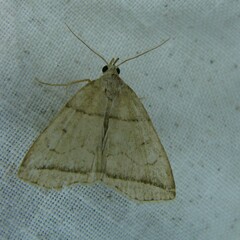 Herminia grisealis