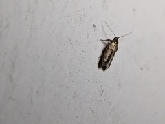 Pigritia