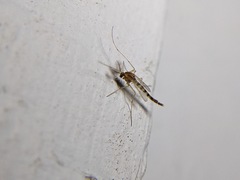 Chironomidae
