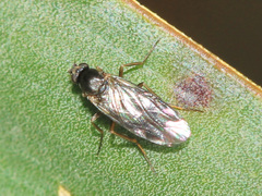 Phoridae