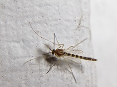 Chironomidae