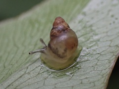 Elasmias apertum