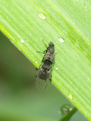 Phoridae