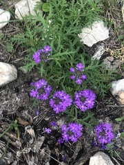 Verbena pulchella