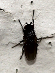 Phoridae