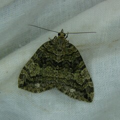 Hydriomena furcata