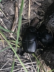 Phanaeus triangularis