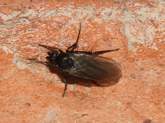 Phoridae