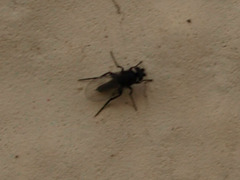 Phoridae