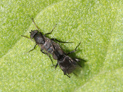 Phoridae
