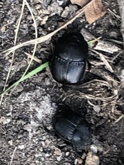 Phanaeus triangularis