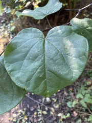 Menispermum canadense