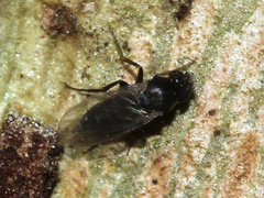 Phoridae