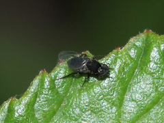Phoridae