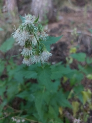 Brickellia grandiflora