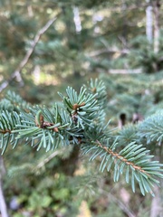 Picea glauca