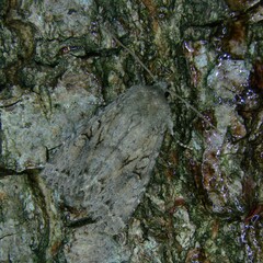 Apterogenum ypsillon