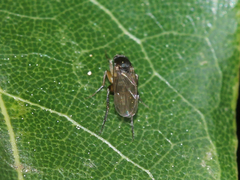Phoridae