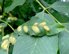 Aceria erinea