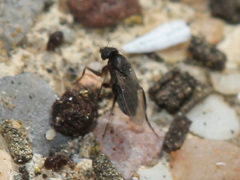 Phoridae