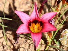 Romulea eximia