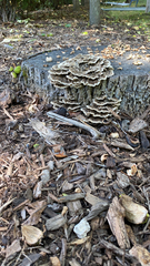 Trametes versicolor