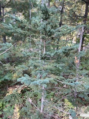 Picea glauca