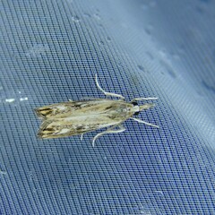 Catoptria verellus