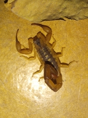 Uroplectes vittatus