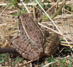 Lithobates blairi