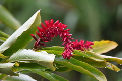 Alpinia purpurata image