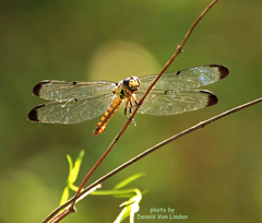 Libellula vibrans