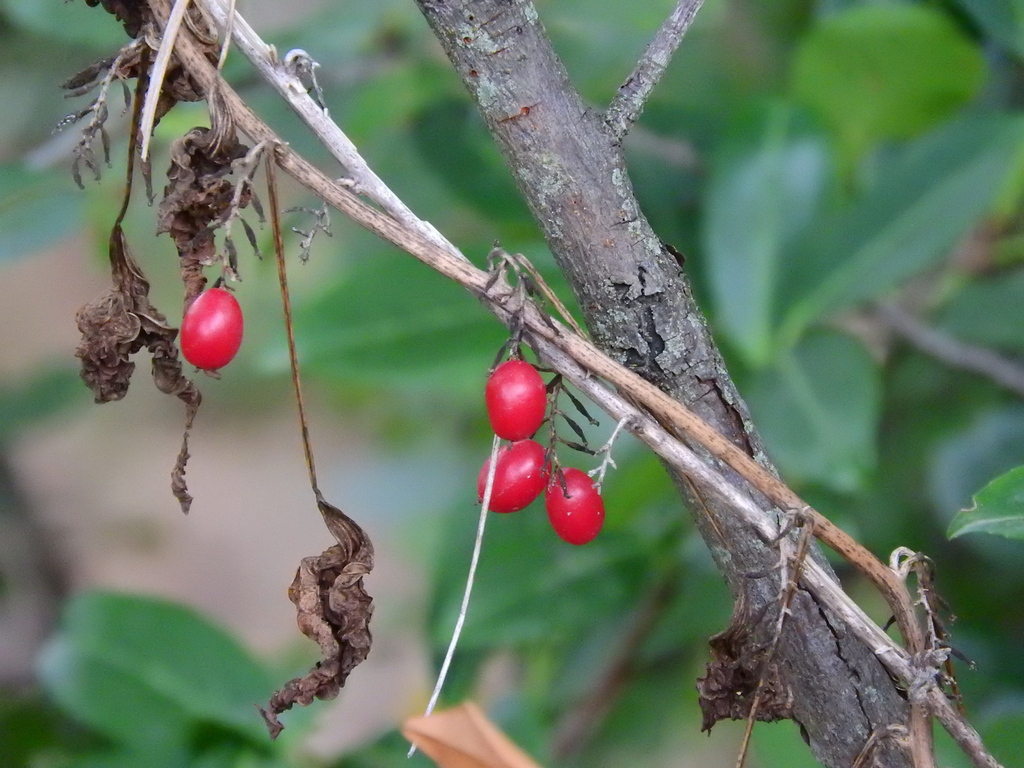 Dioscorea communis, Vallvidrera, Barcelona, España, by hesnercf