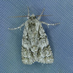 Acronicta auricoma