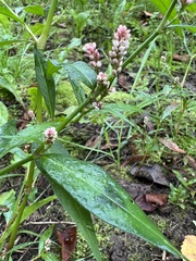 Persicaria maculosa