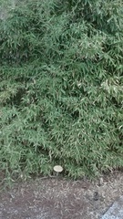 Phyllostachys sulphurea