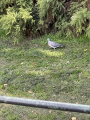 Columba palumbus