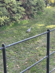Columba palumbus