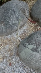 Phyllostachys sulphurea