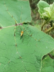 Peucetia rubrolineata