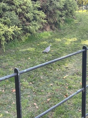 Columba palumbus