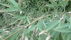 Phyllostachys sulphurea