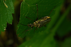 Stenocorus meridianus