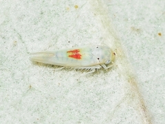 Zygina nivea