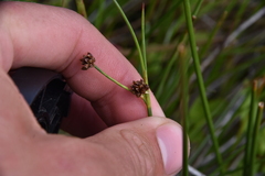 Juncus